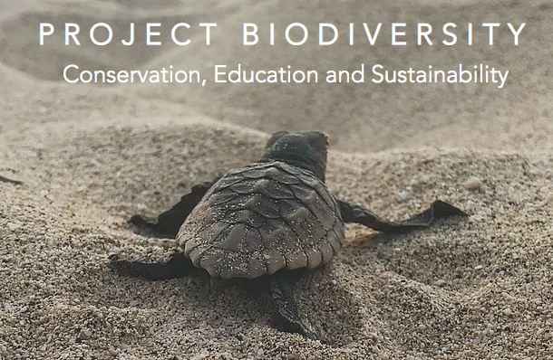 tortuga boba extraída de la web de Project Biodiversity, para la conservación, educación y sostenibilidad de esta especie en isla de sal