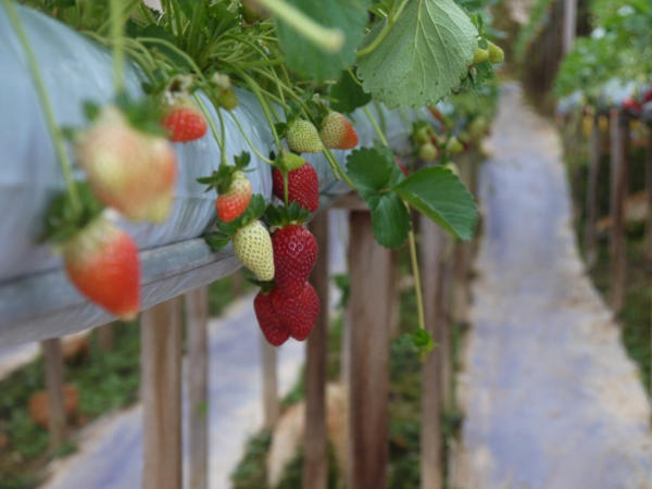 Fresas listas para ser recogidas en el invernadero Lavander Garden