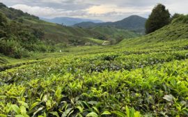 cameron highlands plantaciones de té