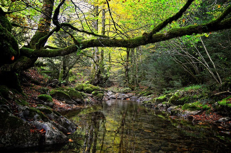 selva de irati navarra